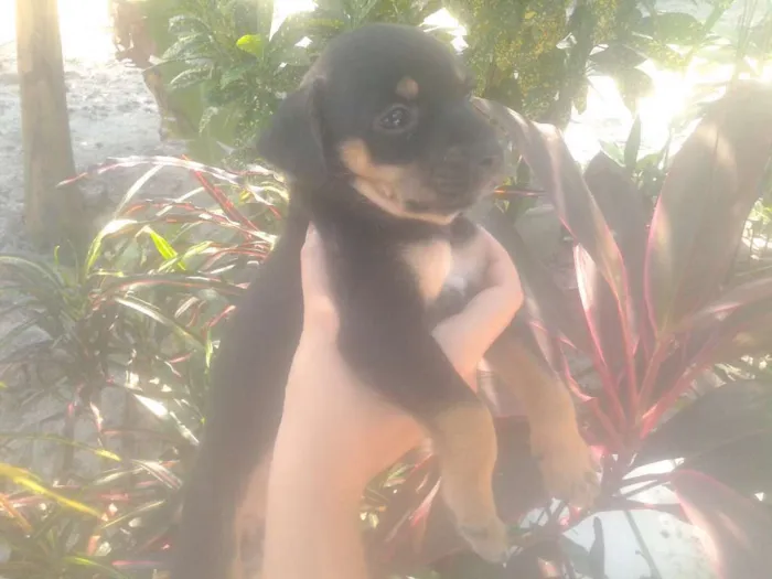 Cachorro ra a Sem raça definida idade Abaixo de 2 meses nome Não possuem nome