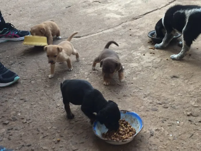 Cachorro ra a Sem raça definida  idade Abaixo de 2 meses nome Filhotes