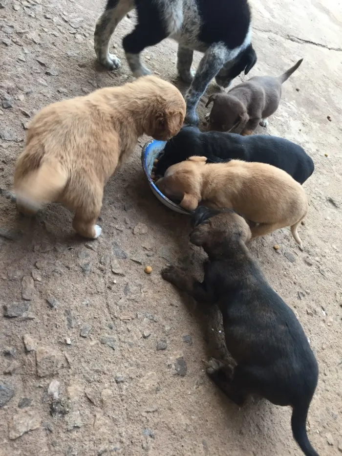 Cachorro ra a Sem raça definida  idade Abaixo de 2 meses nome Filhotes