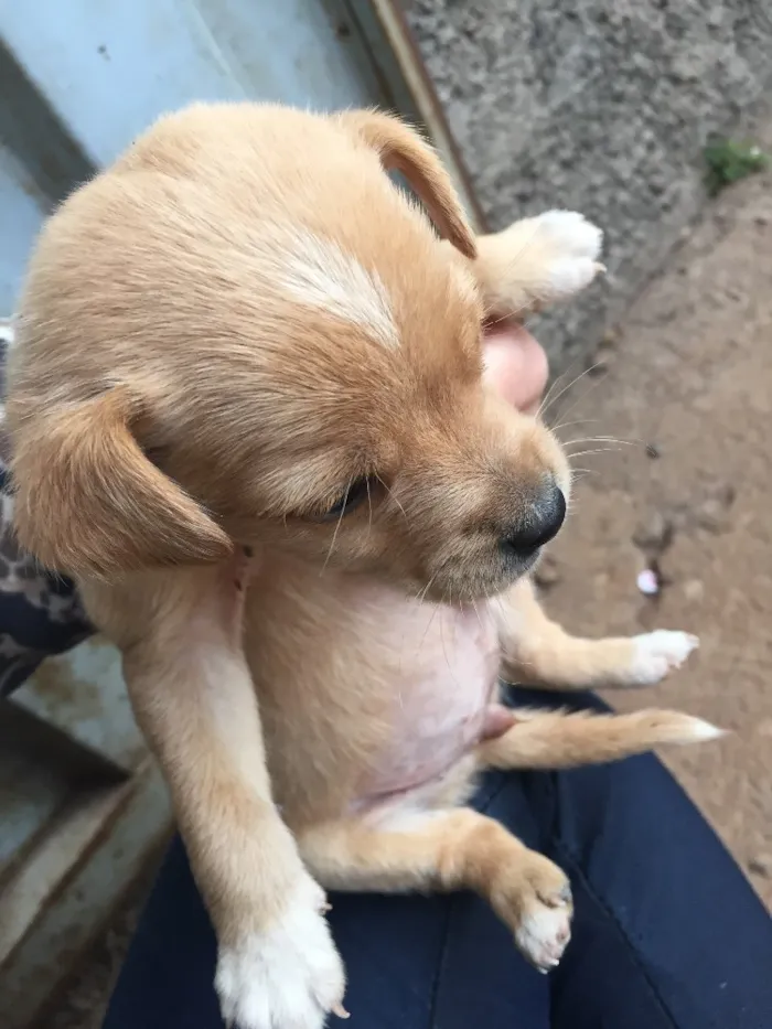 Cachorro ra a Sem raça definida  idade Abaixo de 2 meses nome Filhotes