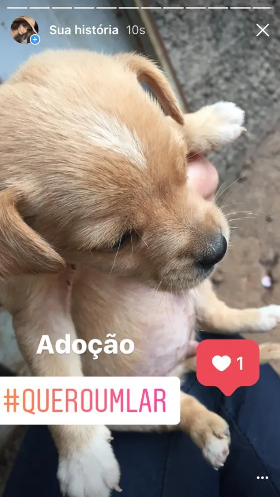 Cachorro ra a Sem raça definida  idade Abaixo de 2 meses nome Filhotes