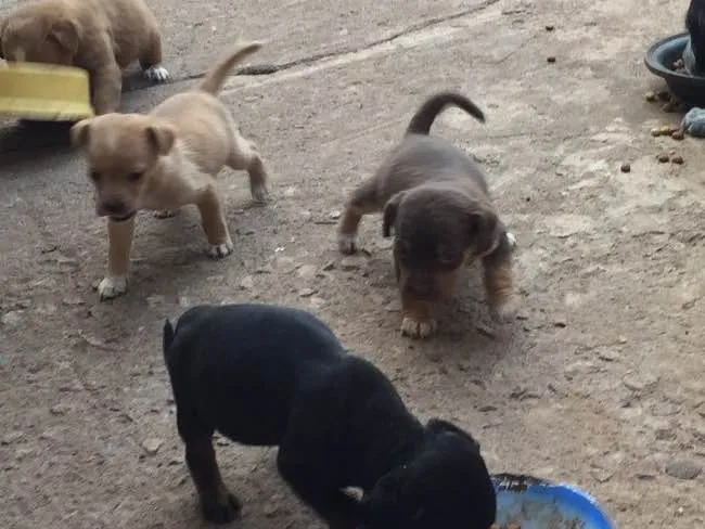 Cachorro ra a Sem raça definida  idade Abaixo de 2 meses nome Filhotes