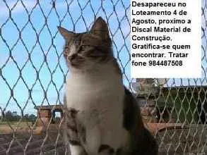 Gato ra a mestiço idade 6 ou mais anos nome Emy GRATIFICA