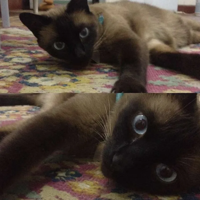 Gato ra a siames idade 6 ou mais anos nome Shelby
