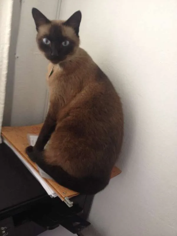 Gato ra a siames idade 6 ou mais anos nome Shelby