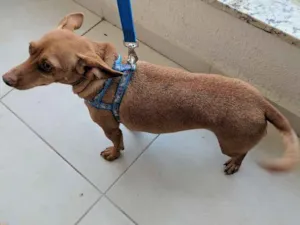 Cachorro raça Vira-lata idade 2 anos nome Não sei