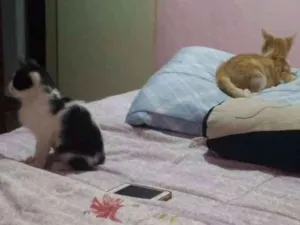 Gato raça  idade Abaixo de 2 meses nome mel