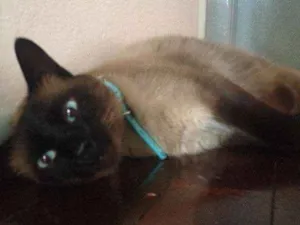 Gato raça siames idade 6 ou mais anos nome Shelby