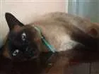 Gato raça siames idade 6 ou mais anos nome Shelby