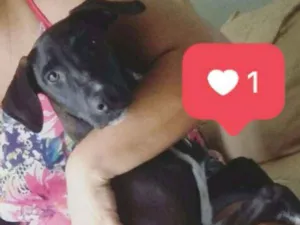 Cachorro raça Vira lata idade 7 a 11 meses nome Hanna