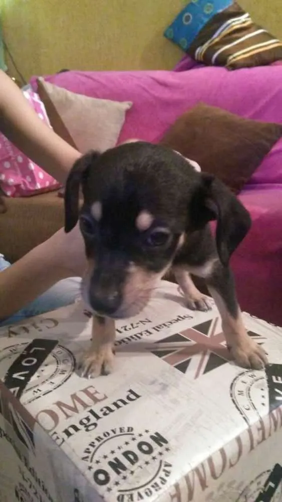 Cachorro ra a Vira lata  idade Abaixo de 2 meses nome Não tem 