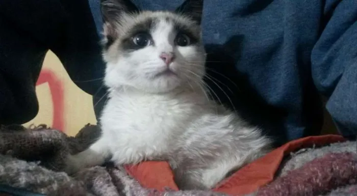 Gato ra a Ragdoll idade 2 a 6 meses nome killah