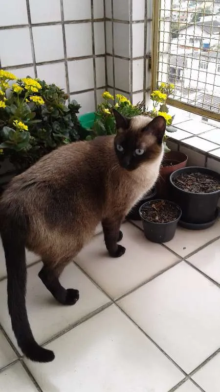 Gato ra a Não definida idade 2 anos nome Miguel e Sofie
