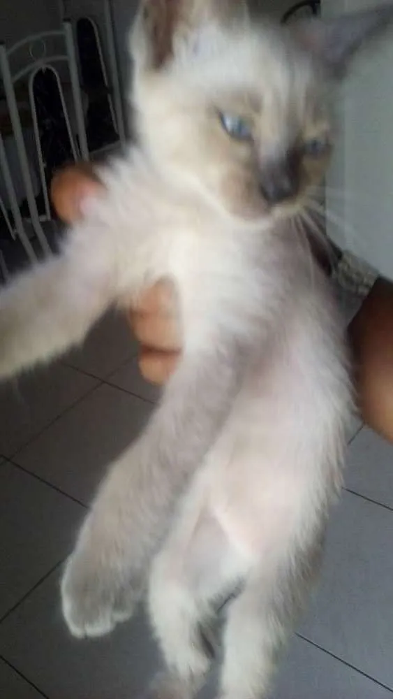 Gato ra a Siamês idade 2 a 6 meses nome sem nome