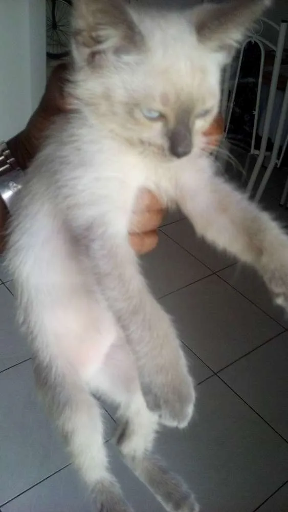 Gato ra a Siamês idade 2 a 6 meses nome sem nome