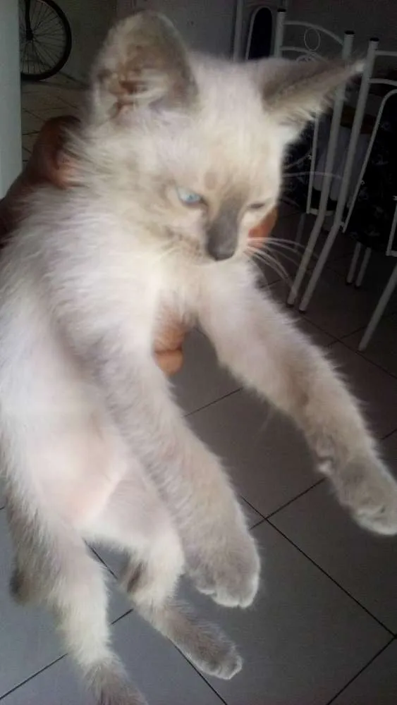 Gato ra a Siamês idade 2 a 6 meses nome sem nome