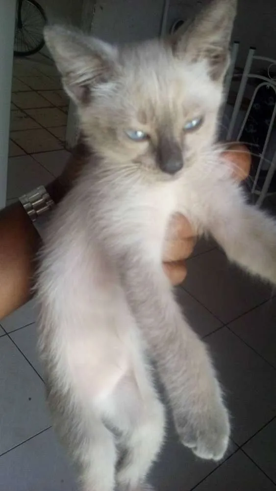 Gato ra a Siamês idade 2 a 6 meses nome sem nome