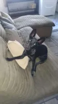 Bella