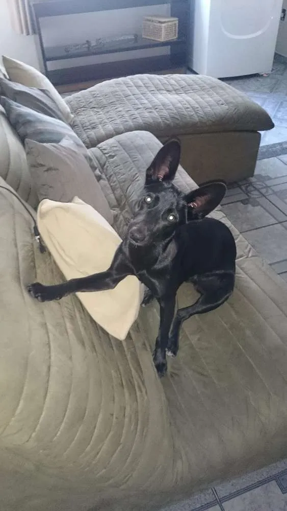 Cachorro ra a SRD idade 1 ano nome Bella