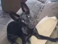 Bella