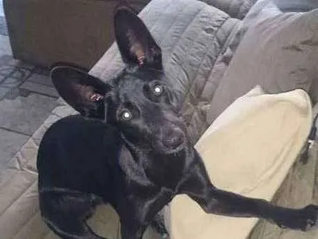 Cachorro ra a SRD idade 1 ano nome Bella