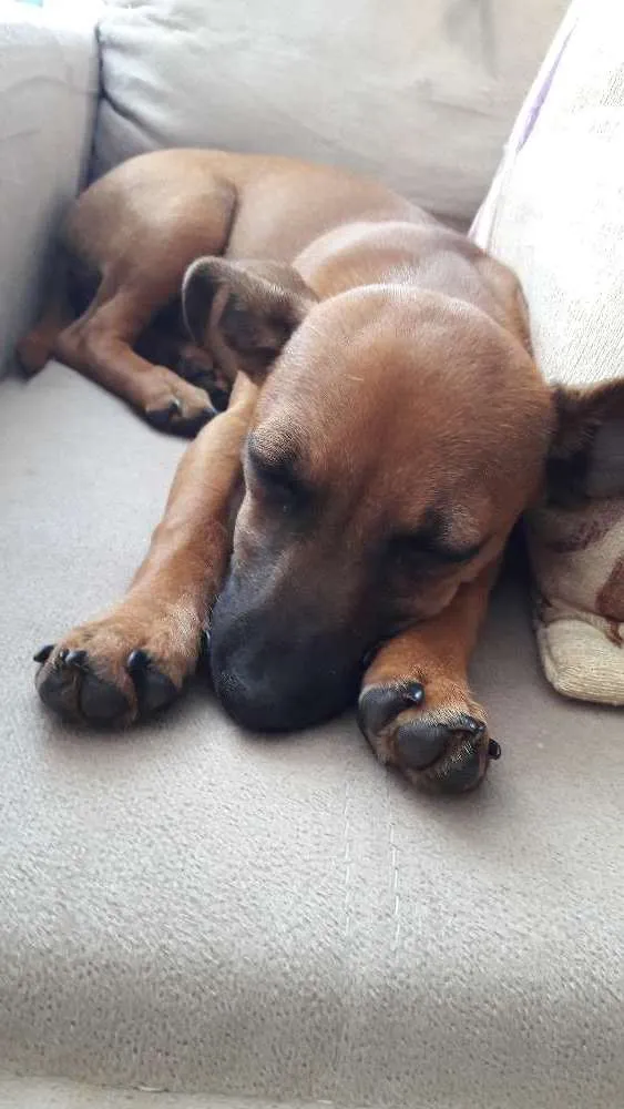 Cachorro raça Pincher com vira-lata idade 2 a 6 meses nome Mel