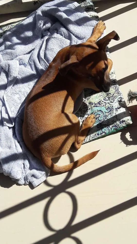 Cachorro raça Pincher com vira-lata idade 2 a 6 meses nome Mel