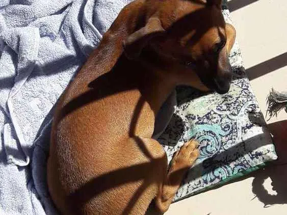 Cachorro raça Pincher com vira-lata idade 2 a 6 meses nome Mel