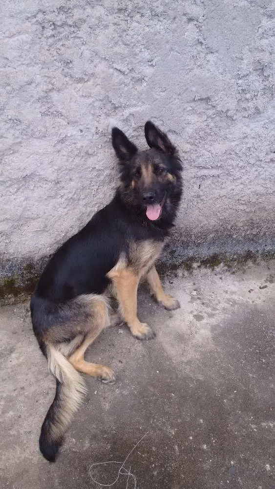Cachorro raça Pastor belga idade 2 anos nome Kira