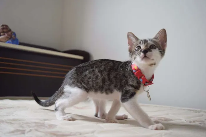 Gato raça SRD idade 2 a 6 meses nome Bad e Isobel