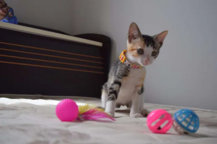 Gato raça SRD idade 2 a 6 meses nome Bad e Isobel