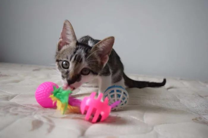 Gato raça SRD idade 2 a 6 meses nome Bad e Isobel