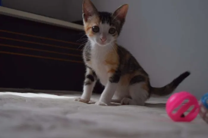 Gato raça SRD idade 2 a 6 meses nome Bad e Isobel
