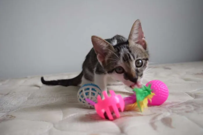 Gato raça SRD idade 2 a 6 meses nome Bad e Isobel