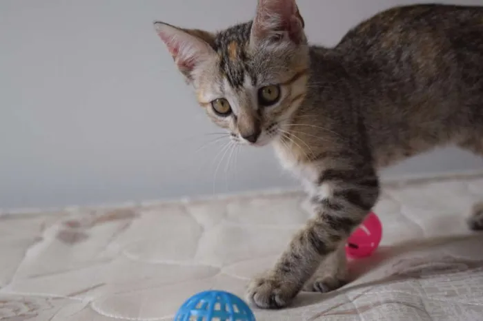 Gato raça SRD idade 2 a 6 meses nome Irina e e Mary