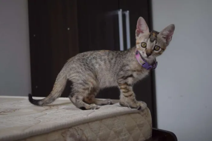 Gato raça SRD idade 2 a 6 meses nome Irina e e Mary