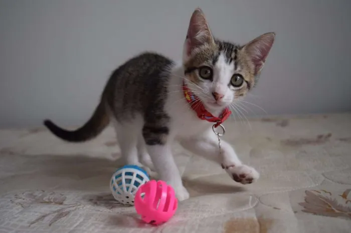 Gato raça SRD idade 2 a 6 meses nome Irina e e Mary