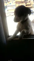 Bob