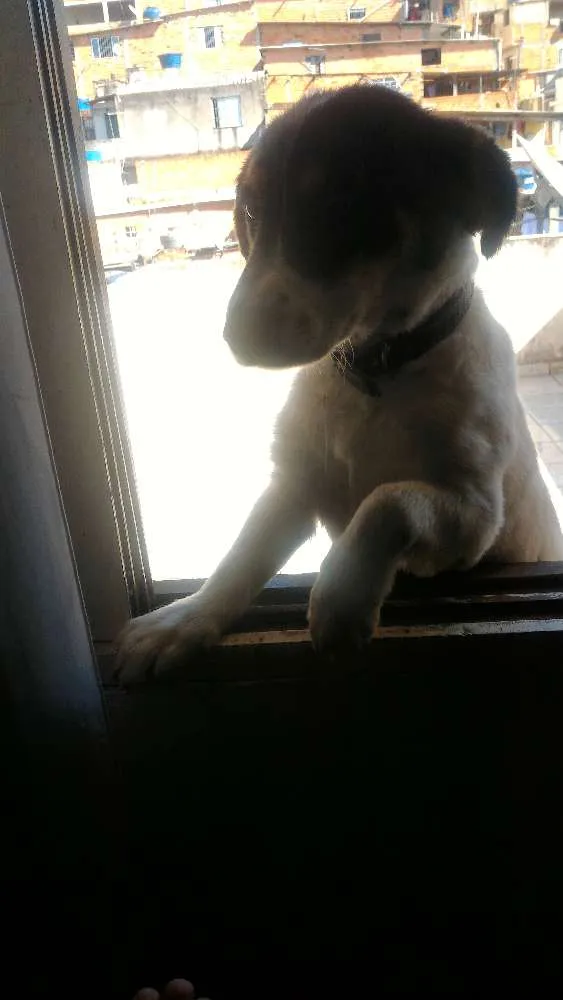 Cachorro ra a Vira lata idade 7 a 11 meses nome Bob