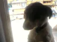 Bob