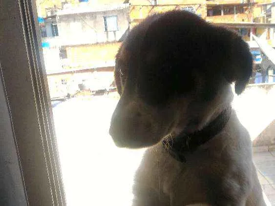 Cachorro ra a Vira lata idade 7 a 11 meses nome Bob