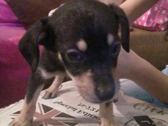 Cachorro ra a Vira lata  idade Abaixo de 2 meses nome Não tem 