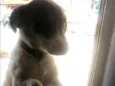 Bob