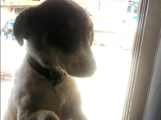 Cachorro ra a Vira lata idade 7 a 11 meses nome Bob