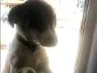 Cachorro raça Vira lata idade 7 a 11 meses nome Bob