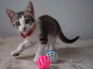 Gato raça SRD idade 2 a 6 meses nome Irina e e Mary