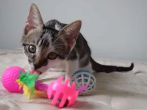 Gato raça SRD idade 2 a 6 meses nome Bad e Isobel