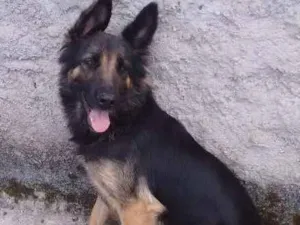 Cachorro raça Pastor belga idade 2 anos nome Kira