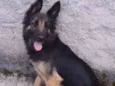 Kira