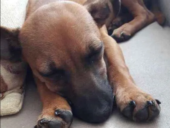Cachorro raça Pincher com vira-lata idade 2 a 6 meses nome Mel